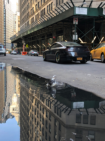 Pigeons enjoying a bath in a puddle amid the bustling streets of Manhattan's Financial District in New York City, USA.