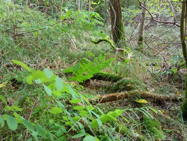 istock Old branches covered with moss lie in the wet forest. Beautiful nature in a real forest. 1718858902