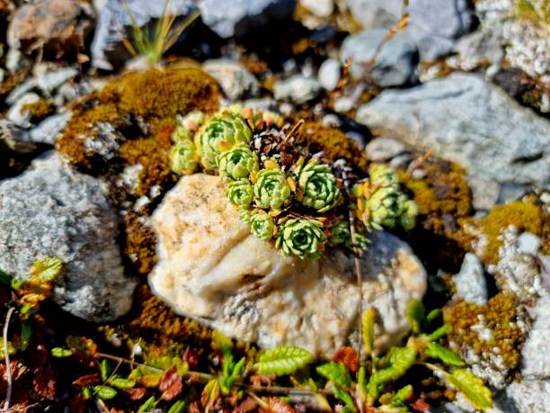 istock Small plants in the alps 1718866038