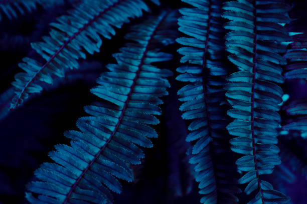istock tropical fern leaf, dark nature background 1718873114