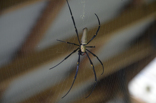 A spider in her net