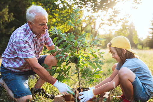 Grandfather and child planting and seedlings tree. Volunteers in park.