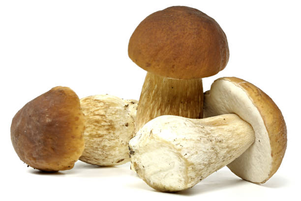 istock porcini mushrooms fresh from the forest 1718894047