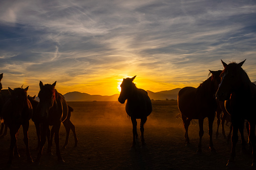 horses at the wide area when sunset. The silhouette of the horses in the backlight, hurmetci horse farm