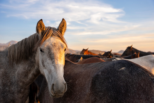 Close-up of wild horses in the steppe,hurmetci horse farm
