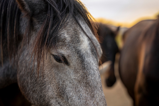 Close-up of wild horse in the steppe