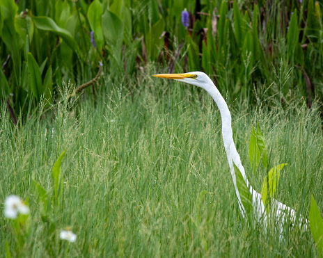 Graceful white Egret bird strolling through a meadow or marsh land in florida