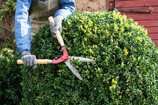 Woman with trimming shares pruning boxwood bushes, gardener  pruning   branches from decorative bushes in yard  in sunny  day, garden works concept