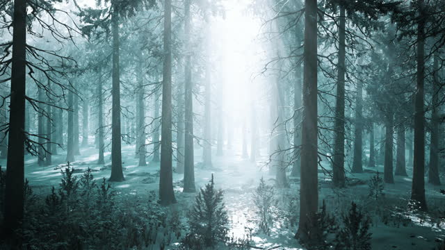 winter foggy beech and spruce forest scene