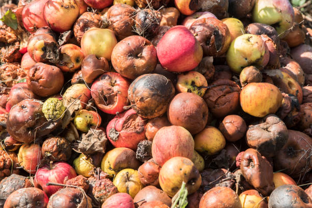 istock Pile of rotten apples 1718914281