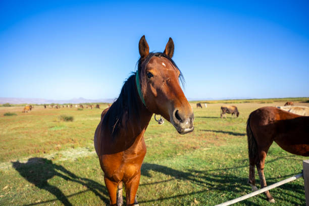 sorrel arabian  horse at freedom