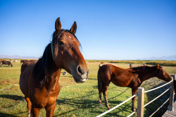 istock Horses grazing in a wide pasture 1718934801