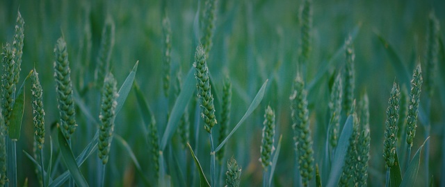 Unripe green ears of wheat on agricultural field. Rich harvest concept. Beautiful natural landscape, rural scenery. Summer background.