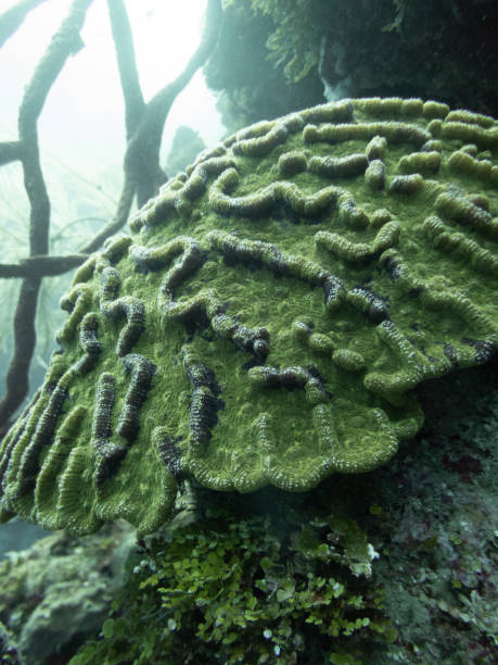 Coral cactus estriado, Mycetophyllia lamarckiana con alga de tres hojas de dedos, Halimeda incrassata - foto de stock