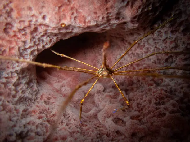 Yellowline Arrow Crab, Stenorhynchus seticornis in a barrel sponge closeup off the coast of Roatan