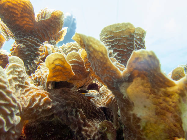 Coral de lechuga retroiluminada, Agaricia agaricites Primer plano - foto de stock