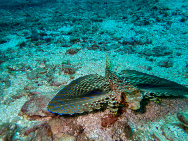 Gurnard volador, Dactylopterus volitans - foto de stock