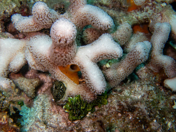 Coral dedo ramificado, (Porites furcata) primer plano de pólipos - foto de stock
