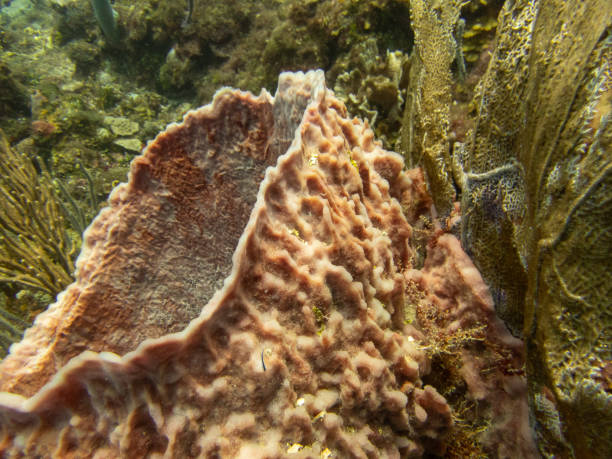 Esponja barril gigante, (Xestospongia muta) - foto de stock