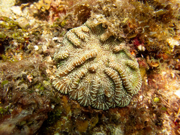 Cactus Coral en el fondo del océano - foto de stock