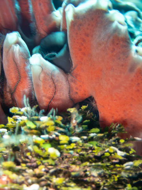 Estrellas quebradizas de ensueño en una colorida esponja marina - foto de stock