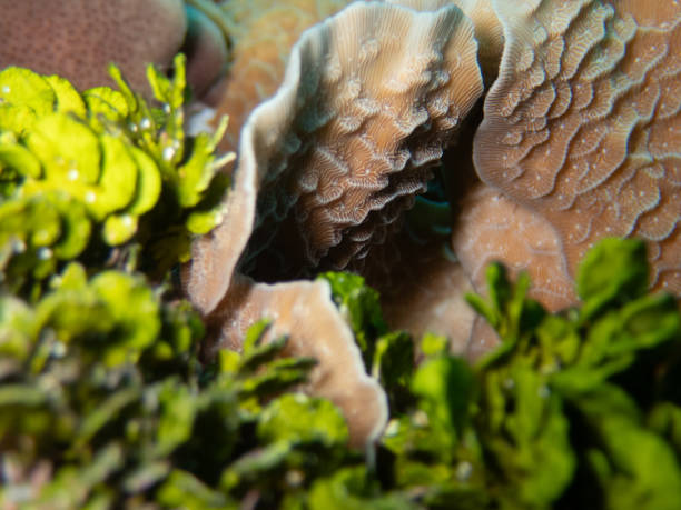 丈夫な葉藻類のレタスコーラル ストックフォト