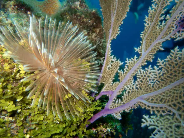 Split Crown Featherduster Worm with Alga and Sea Fan Coral off the coast of Roatan reef life closeup