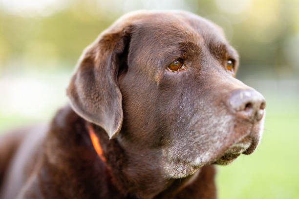 istock Senior Chocolate Labrador Retriever 1718980099