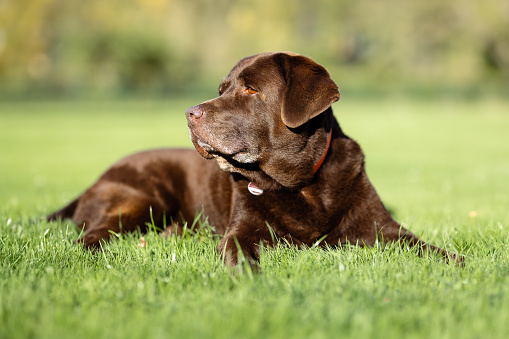 Brown German Shorthaired Pointer. A muscular hunting dog is standing in a point in the field among the green grass. A spring sunny day.