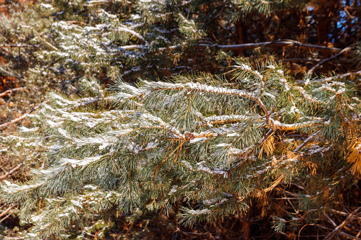 Frosted pine branches. Winter in the woods