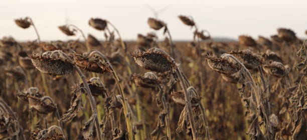 istock a field with faded sunflowers 1718988295