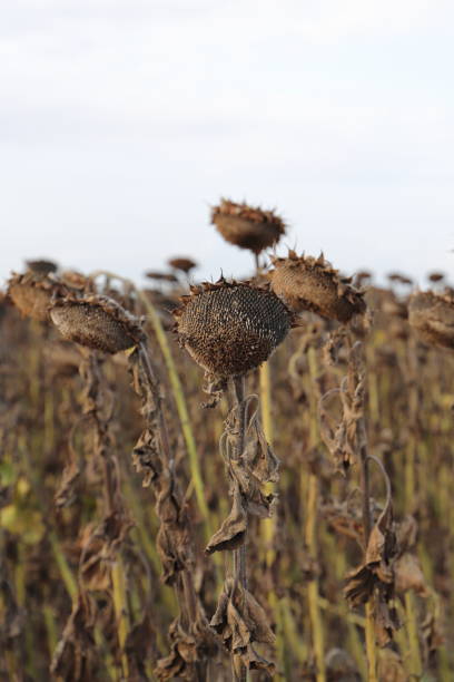 istock a field with faded sunflowers 1718989494