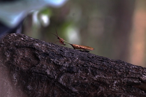 True Cricket Nymph of the Family Trigonidiidae