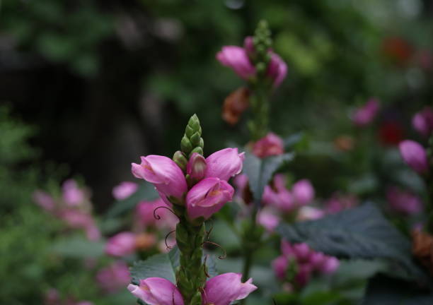 istock Pink Flowering Plant in Toronto, Canada 1719006917
