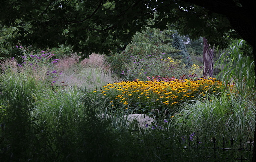 Variety of ornamental grasses and flowers in the Toronto Music Garden near Lake Ontario in summer.
