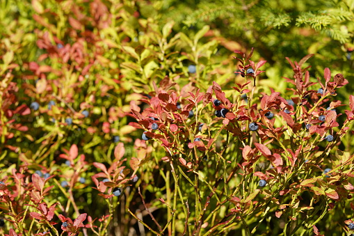 Bush of blueberries, in Latin called Vaccinium caesariense. There are berries on the stems. The leaves are colored dark red an yellowish green because. Focus is on the foreground with copy space.