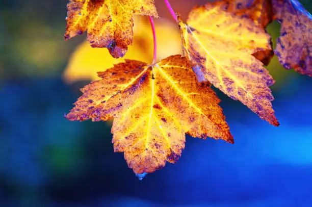 Leaves in the fall