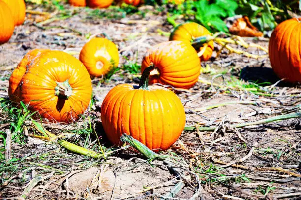 Pumpkins in autumn pumpkin patch