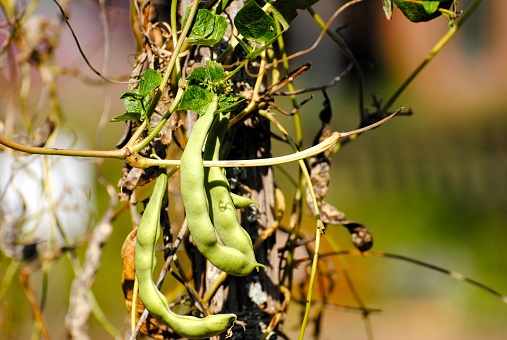 Close-up shot of growing greenbeans ready to harvest.