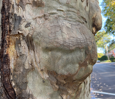 Sycamore tree burl close up