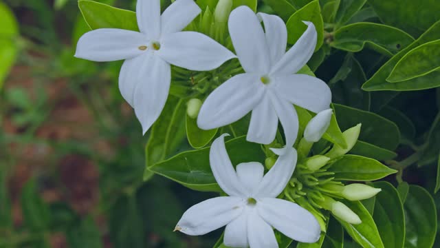 Close-up of fresh blooms of star jasmine or Jasminum multiflorum flowers swaying
