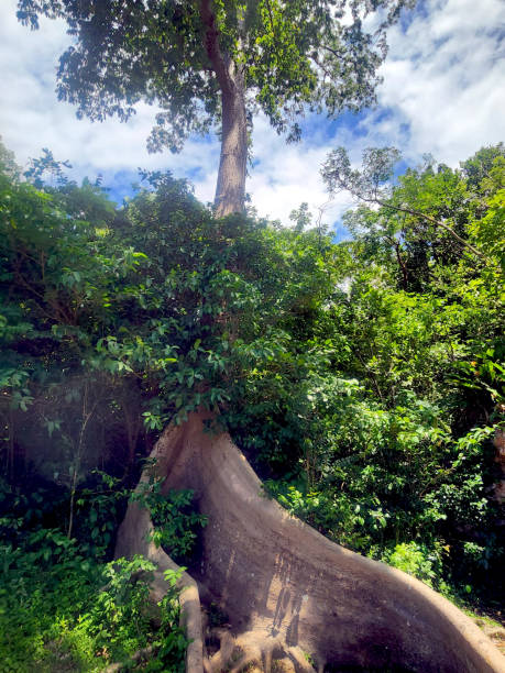 istock Ceiba Tree in Puerto Rico. 1719037273