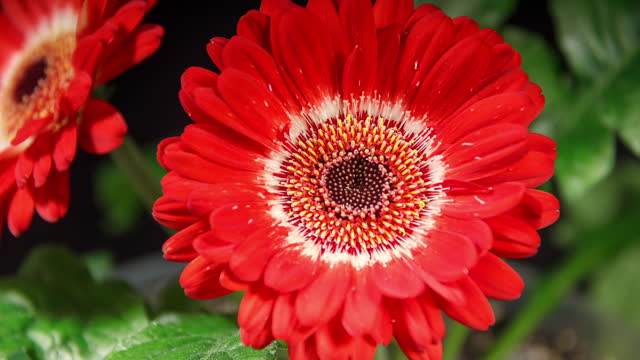 Red Gerbera Open Flowers in Time Lapse on a Black Background. Two Red Daisies Growing and Blooming in Timelapse
