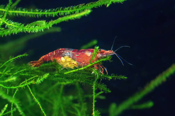 Red Cherry Shrimp on a moss, Female with Eggs