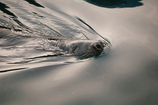 A monk seal swimming