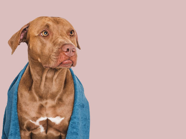 istock Cute brown dog and blue towel. Close-up 1719066051