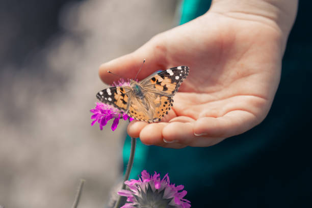 istock Boy holding butterfly in his hand. 1719069672