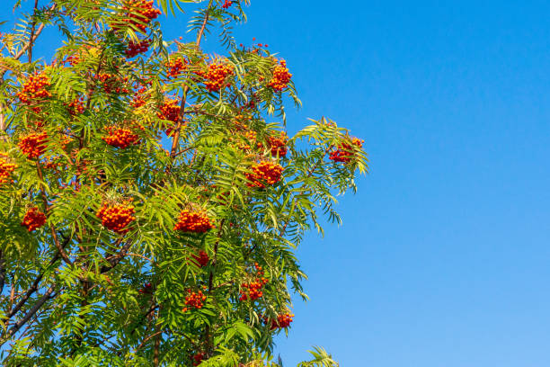 istock Red rowan berries on a branch against a blue sky. 1719072644