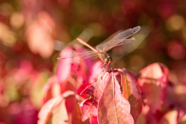 A dragonfly sits on a branch with red leaves close-up. Autumn background. Macro.
