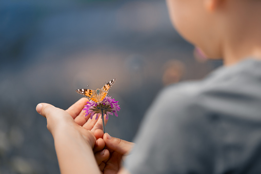 Boy holding a flower with butterfly.